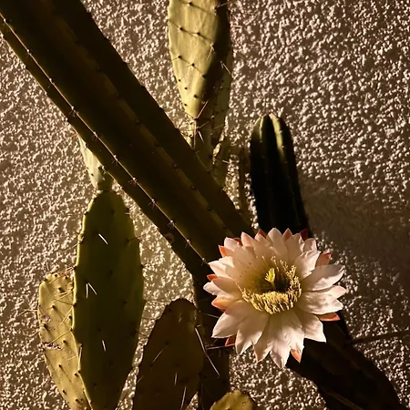 Dream Bed & Breakfast 3*